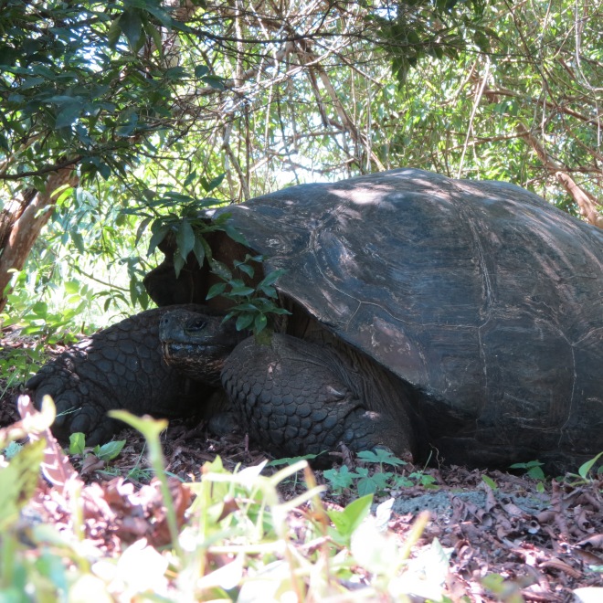 Tartarugas gigantes (que na verdade são cágados) e são chamadas de Galápagos em espanhol / Giant tortoises that are called galapagos in spanish language