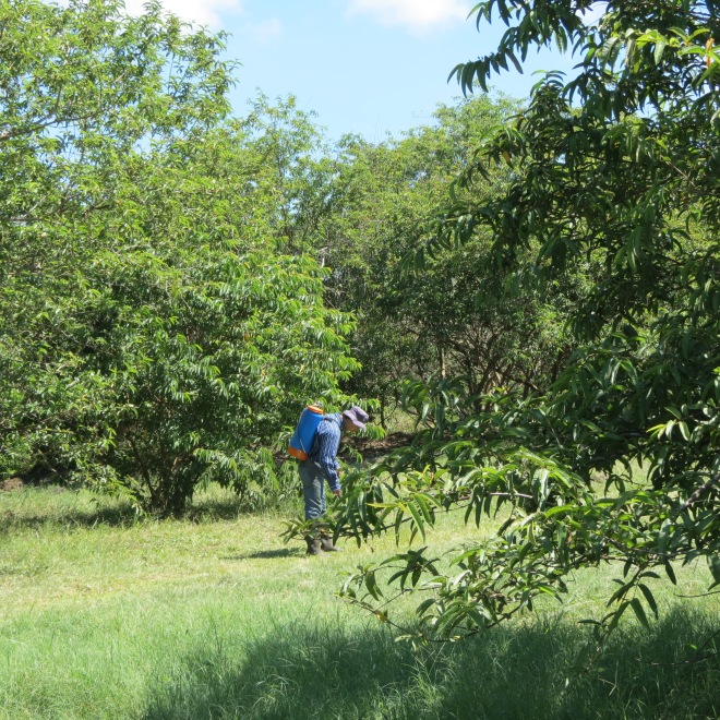 Um homem borifando veneno pra formigas numa reserva dentro do Parque Nacional (uh?) / A man spraying ants poison in a reserve of a National Park (uh?)