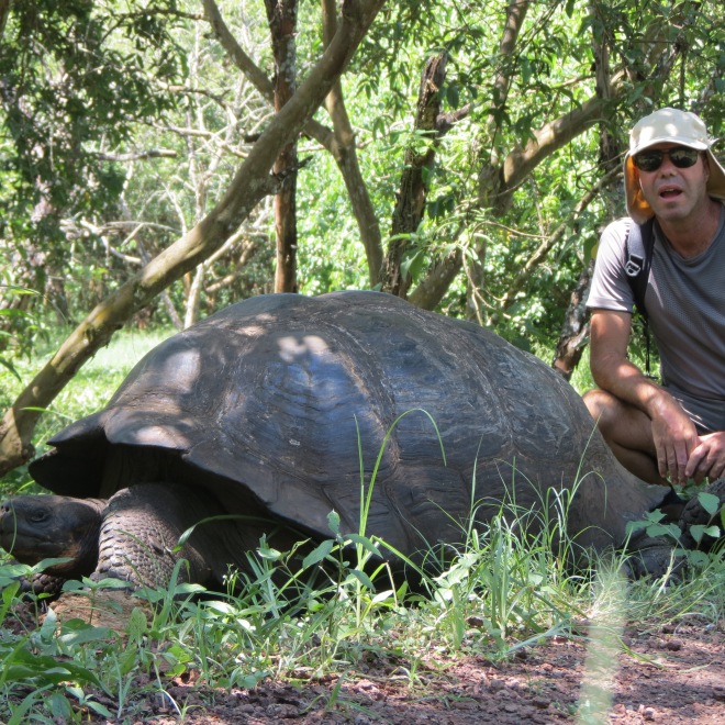 Uma tartaruga gigante / A giant tortoise